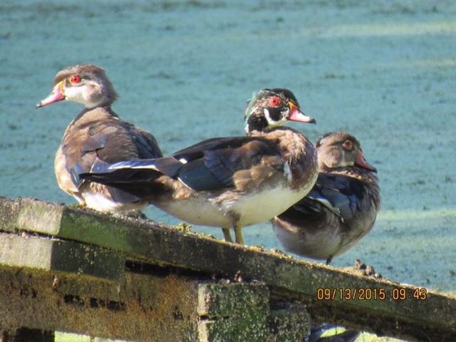 Wood Duck