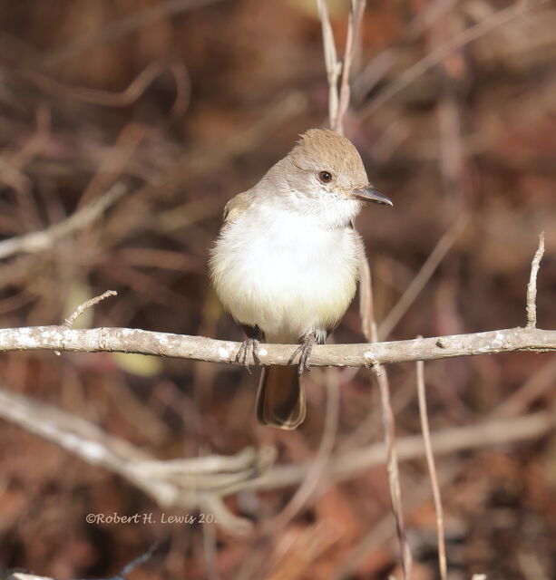 Ash-throated Flycatcher