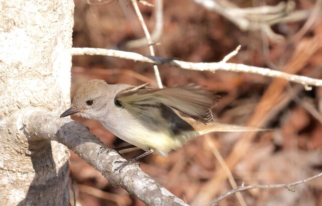 Ash-throated Flycatcher