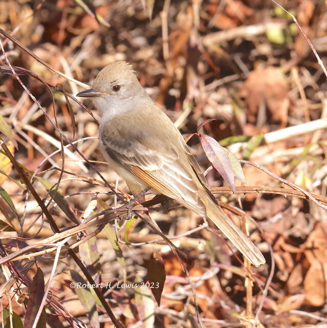 Ash-throated Flycatcher