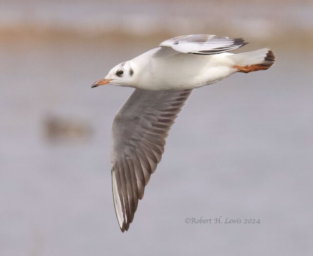 Black-headed Gull