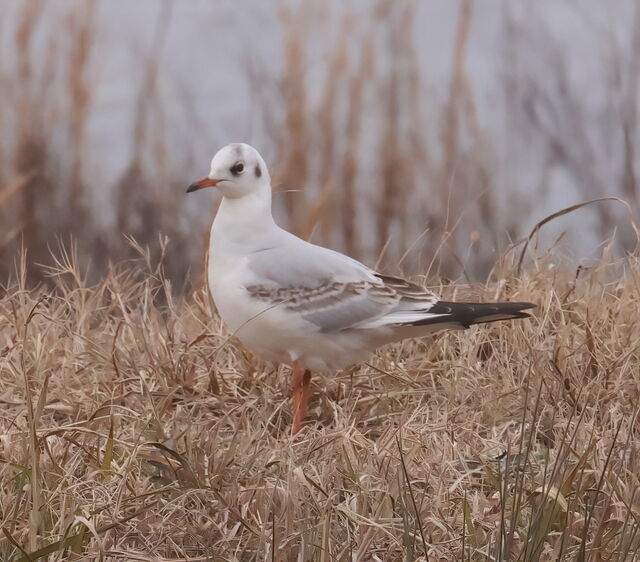 Black-headed Gull
