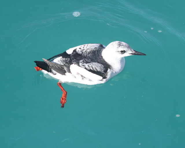 Black Guillemot