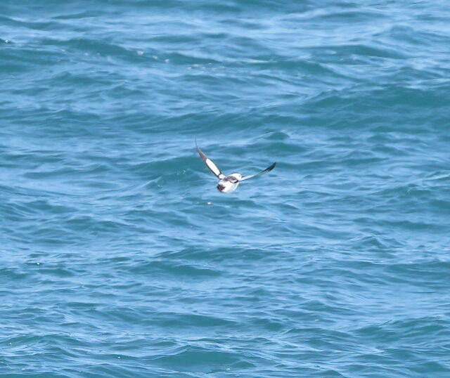 Black Guillemot