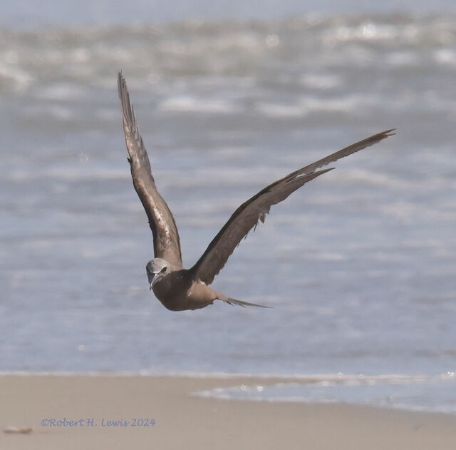 Brown Noddy