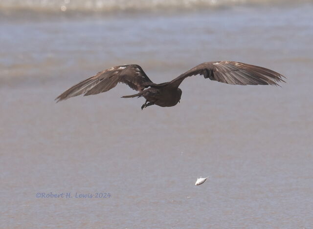 Brown Noddy