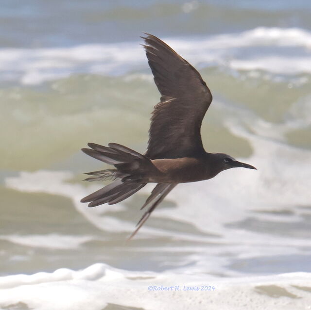 Brown Noddy