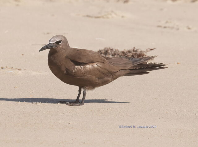 Brown Noddy