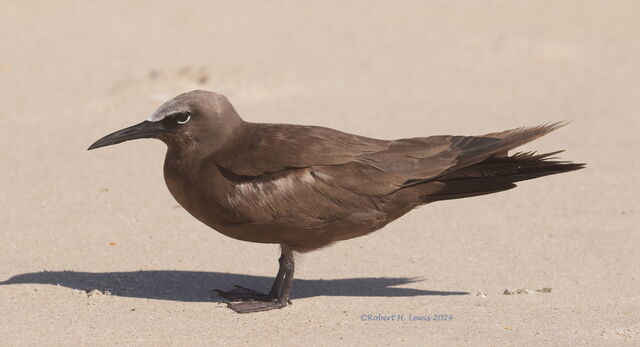 Brown Noddy