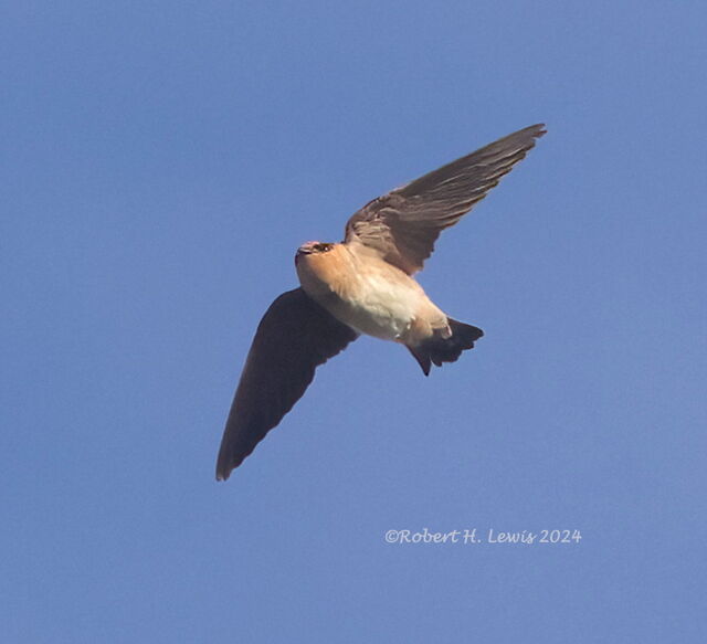 Cave Swallow