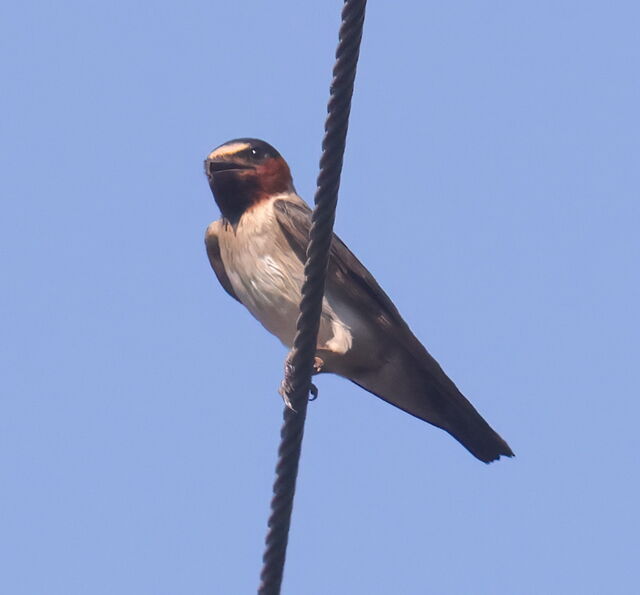 Cliff Swallow