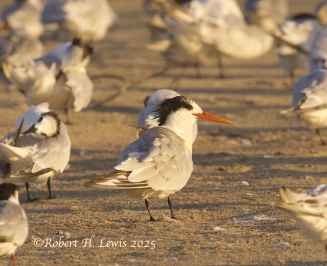 Elegant Tern