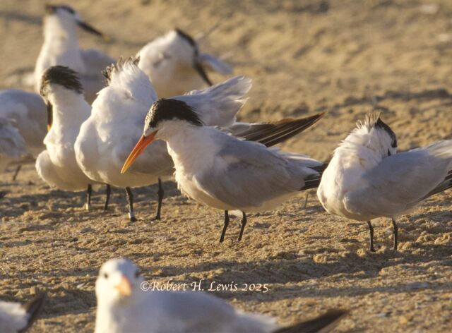 Elegant Tern