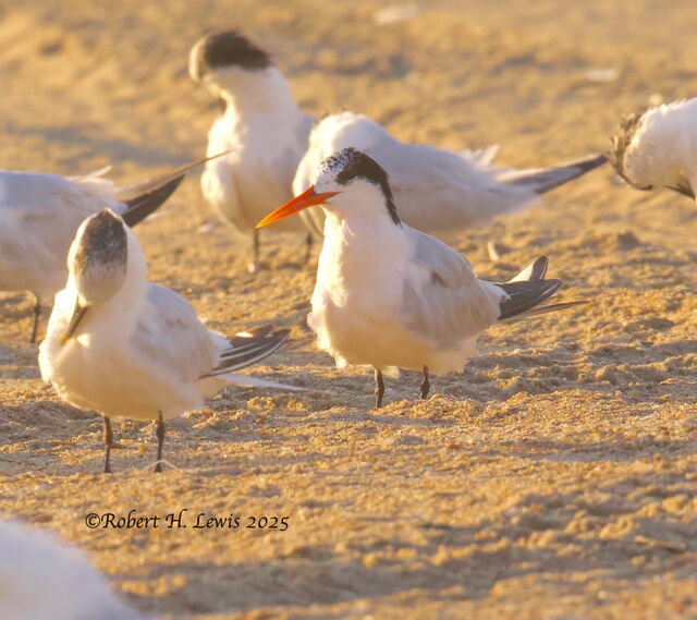 Elegant Tern