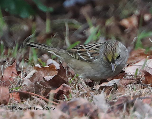 Golden-crowned Sparrow