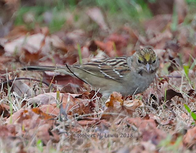 Golden-crowned Sparrow