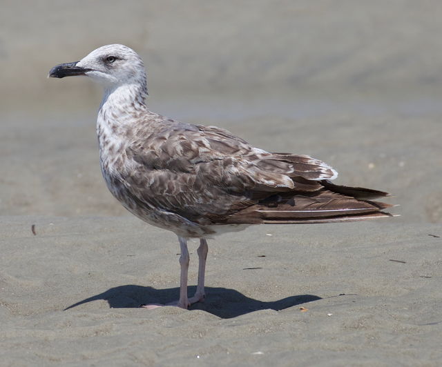 Lesser Black-backed Gull