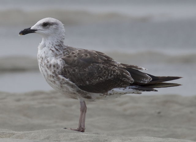 Lesser Black-backed Gull