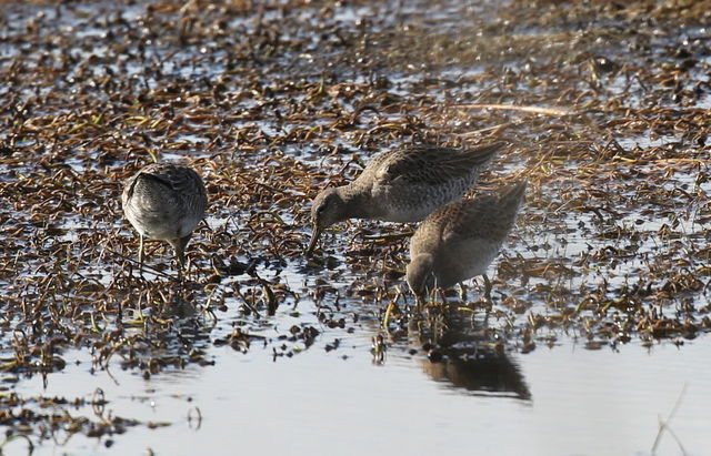Long-billed Dowitcher