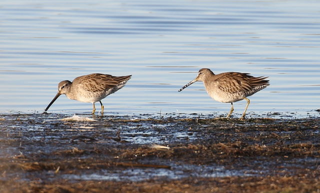 Long-billed Dowitcher