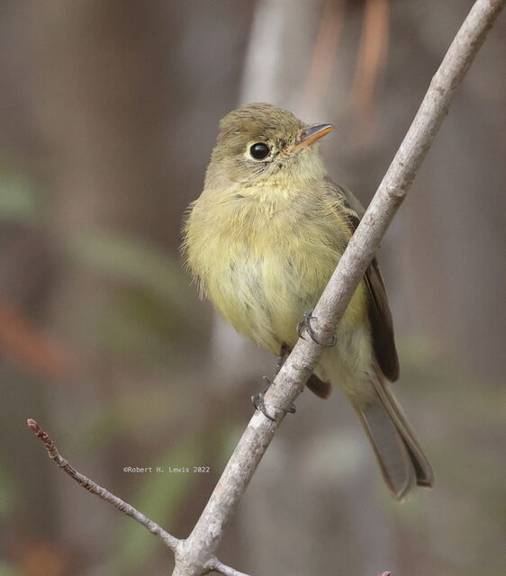 Western Flycatcher