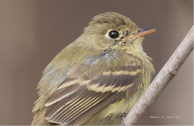 Western Flycatcher