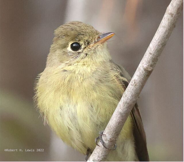 Western Flycatcher
