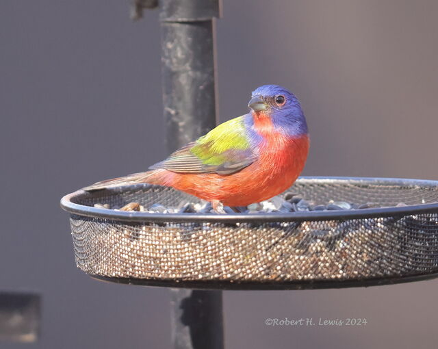 Painted Bunting