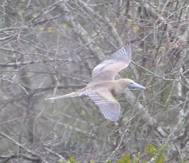 Red-footed Booby