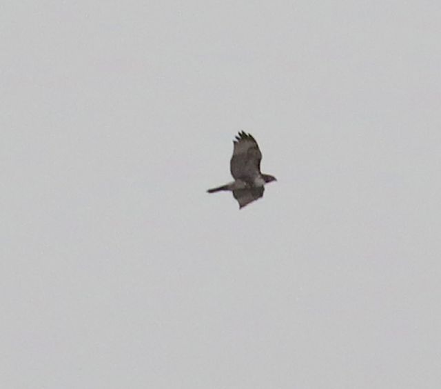 Red-tailed Hawk