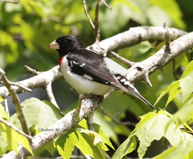 Rose-breasted Grosbeak