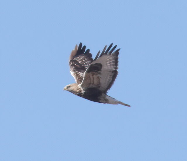 Rough-legged Hawk