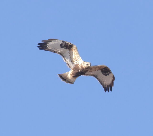 Rough-legged Hawk