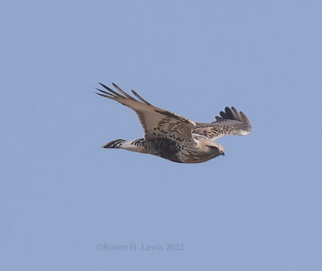 Rough-legged Hawk