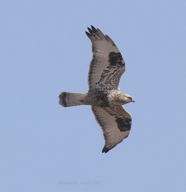 Rough-legged Hawk