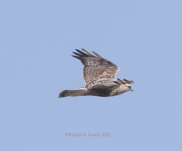 Rough-legged Hawk