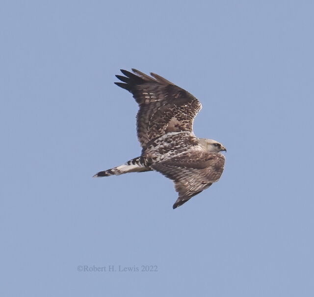 Rough-legged Hawk