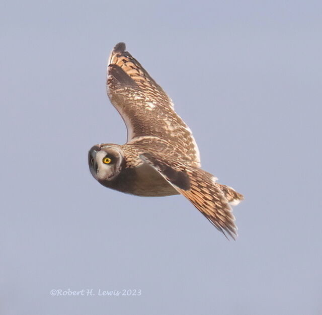 Short-eared Owl