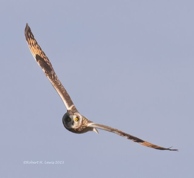 Short-eared Owl