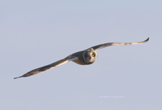 Short-eared Owl