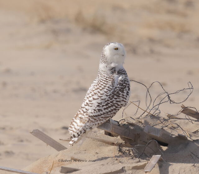 Snowy Owl