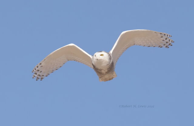 Snowy Owl