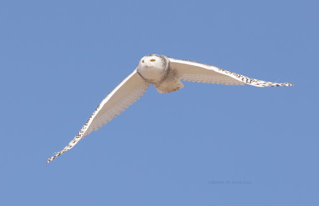 Snowy Owl