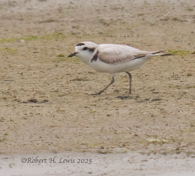 Snowy Plover