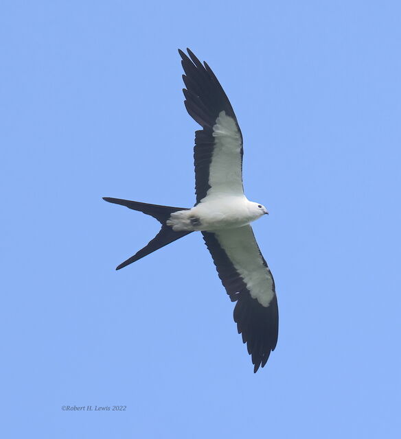 Swallow-tailed Kite