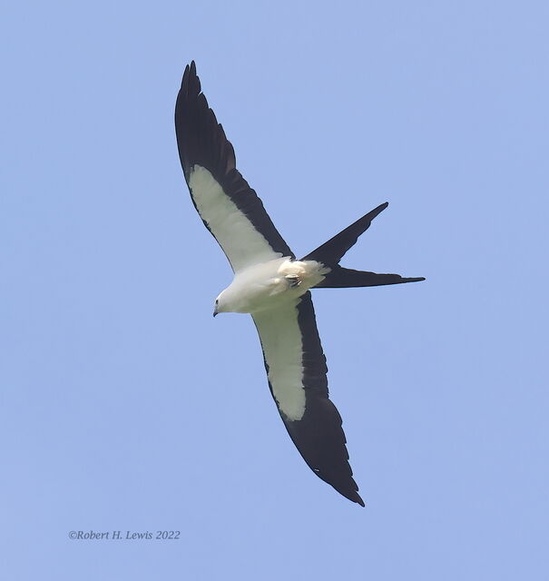 Swallow-tailed Kite