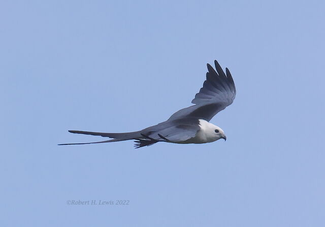 Swallow-tailed Kite
