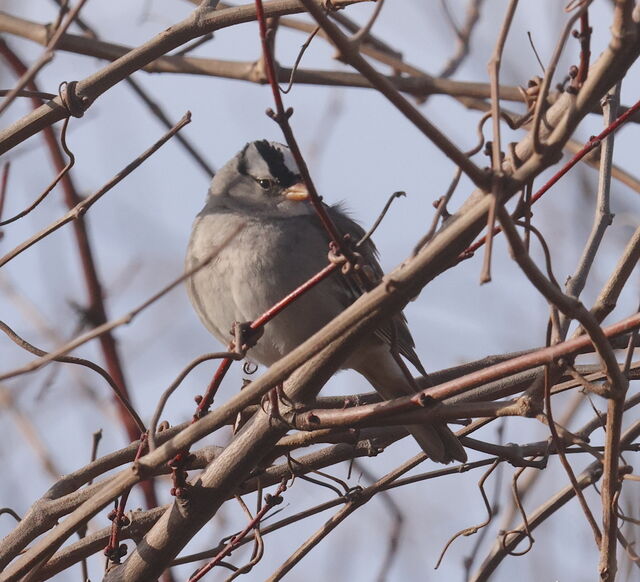 White-crowned Sparrow