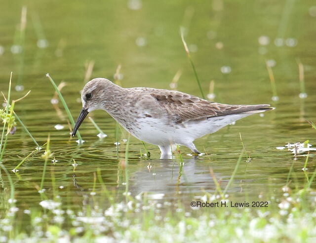 White-rumped Sandpiper