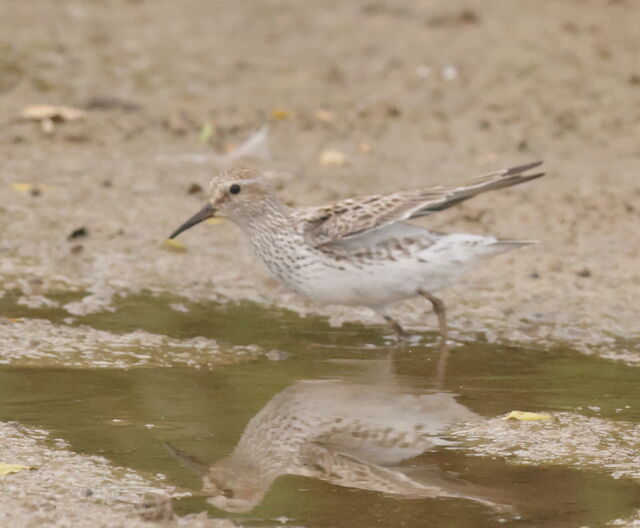 White-rumped Sandpiper